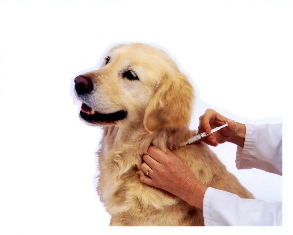 Dog-Vaccinations-1024x822-1-1